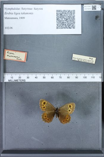 Media type: image;   Entomology 79209